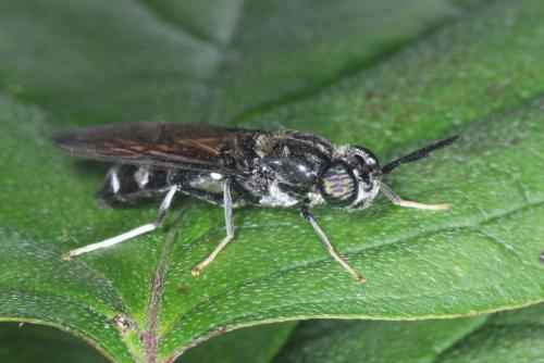 Hermetia illucens